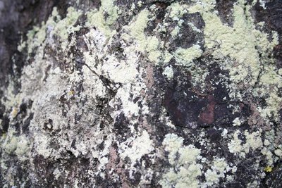 Lichens
