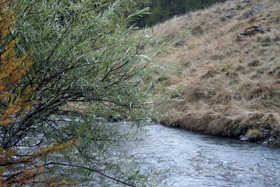 Saule Drapé