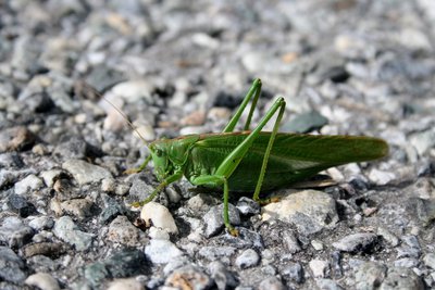 Grande sauterelle verte