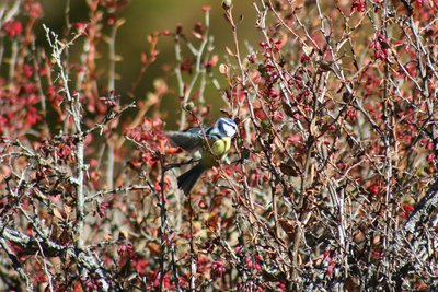 Mésange bleue
