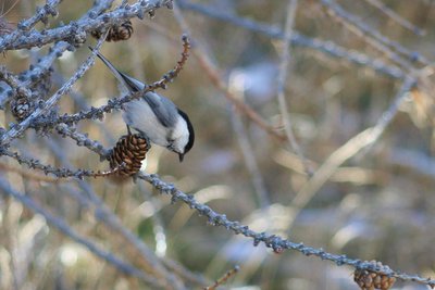 Mésange alpestre 