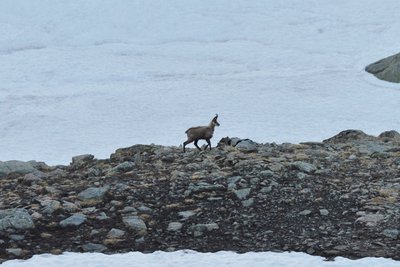 Chamois