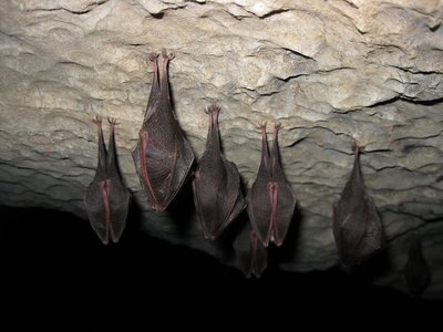 Colonnie de petits rhinolophes
