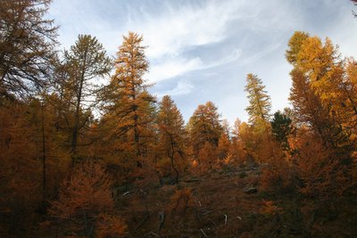Mélèzes