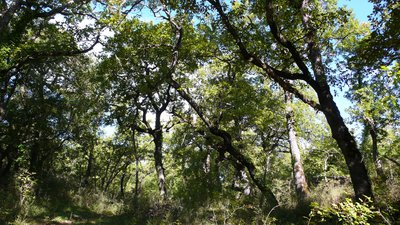 Forêt de chêne pubescent remarquable de l'OHP