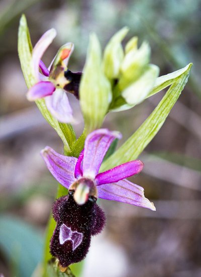Ophrys de la Drôme
