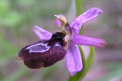 Ophrys de la Drôme