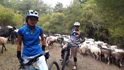 Troupeau dans l'Aiguebrun