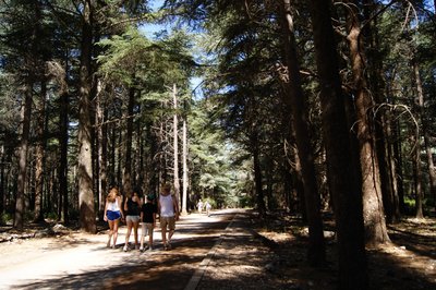 Forêt des cèdres du Petit Luberon