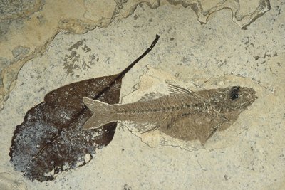Poisson et feuille fossiles
