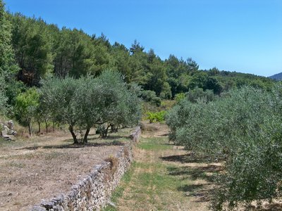 Oliviers et restanques en Luberon