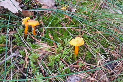 Chanterelles
