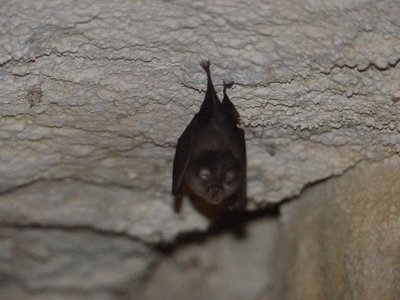 Rhinolophe dans une grotte
