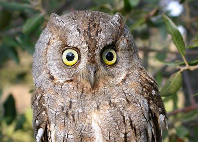 Petit-duc scops