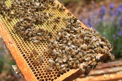 Abeilles à l'ouvrage de leur couvain