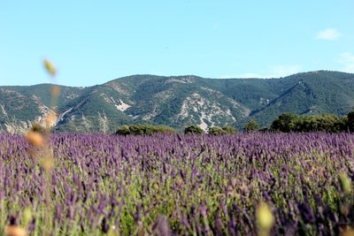 Lavandin et Grand Luberon