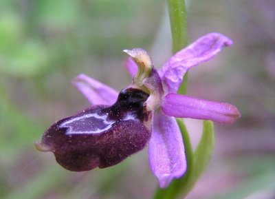 Ophrys de Sarato