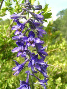 Dauphinelle fendue
