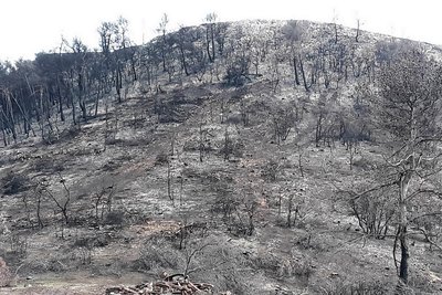 Paysage incendié