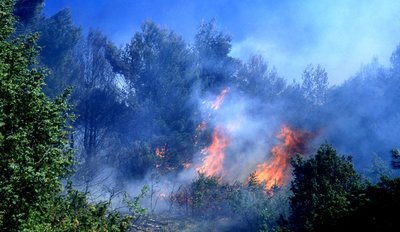 Incendie de forêt