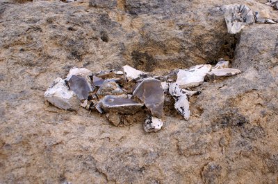 Silex sur les calcaires "microcodiomisés"