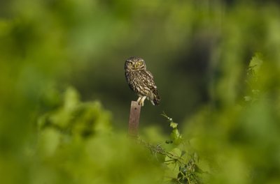Chouette chevêche sur une vigne