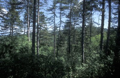 Pinède