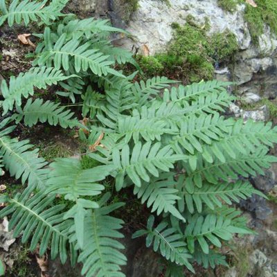 Polypode vue du dessus