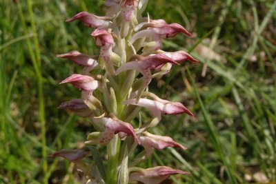 Orchis odorant