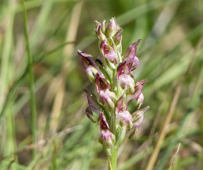 Orchis odorant
