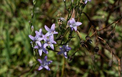 Campanule raiponce