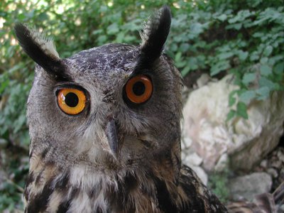 Le hibou Grand Duc, rapace protégé