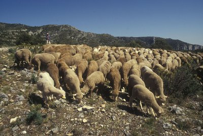 Troupeau sur le Petit Luberon