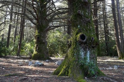 Cèdres fondateurs