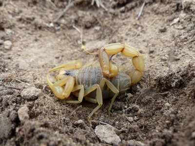 Scorpion languedocien dans sa loge