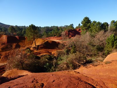 Coupe d'arbres dans le Colorado