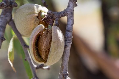 Le fruit dans sa coque
