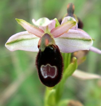 Oprhys de Bertolonii