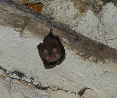 Petit rhinolophe