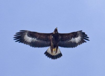 Aigle royal