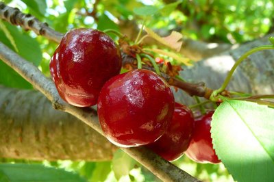 Cerises Bigareau