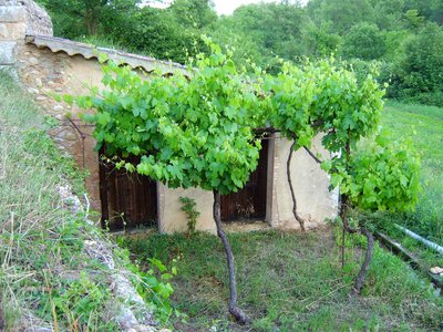 La treille aux vignes