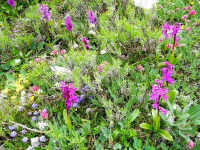 Floraison