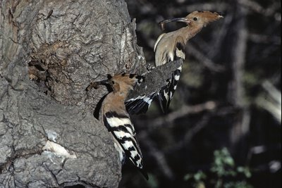 Huppes fasciées près de leur nid