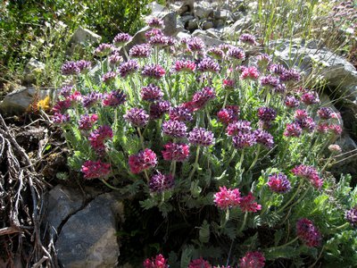 Anthyllide des montagnes