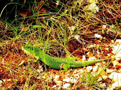 Le lézard vert