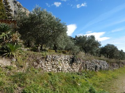 Bancau d'oliviers