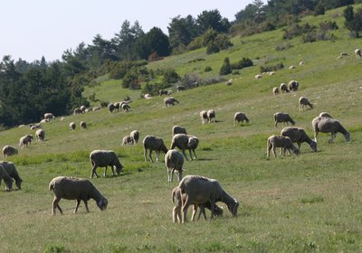 Troupeau sur les crêtes des Serres