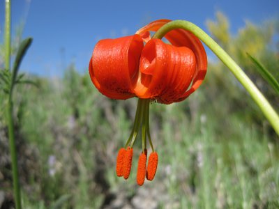 Le lis pompon