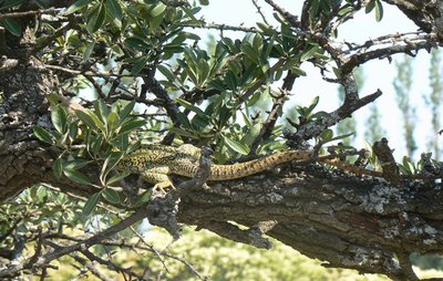 Lézard ocellé perché sur une branche d'arbre